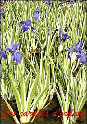 Iris kaempferi variégata
